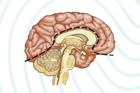 Cerebro Viejo vs Cerebro Nuevo