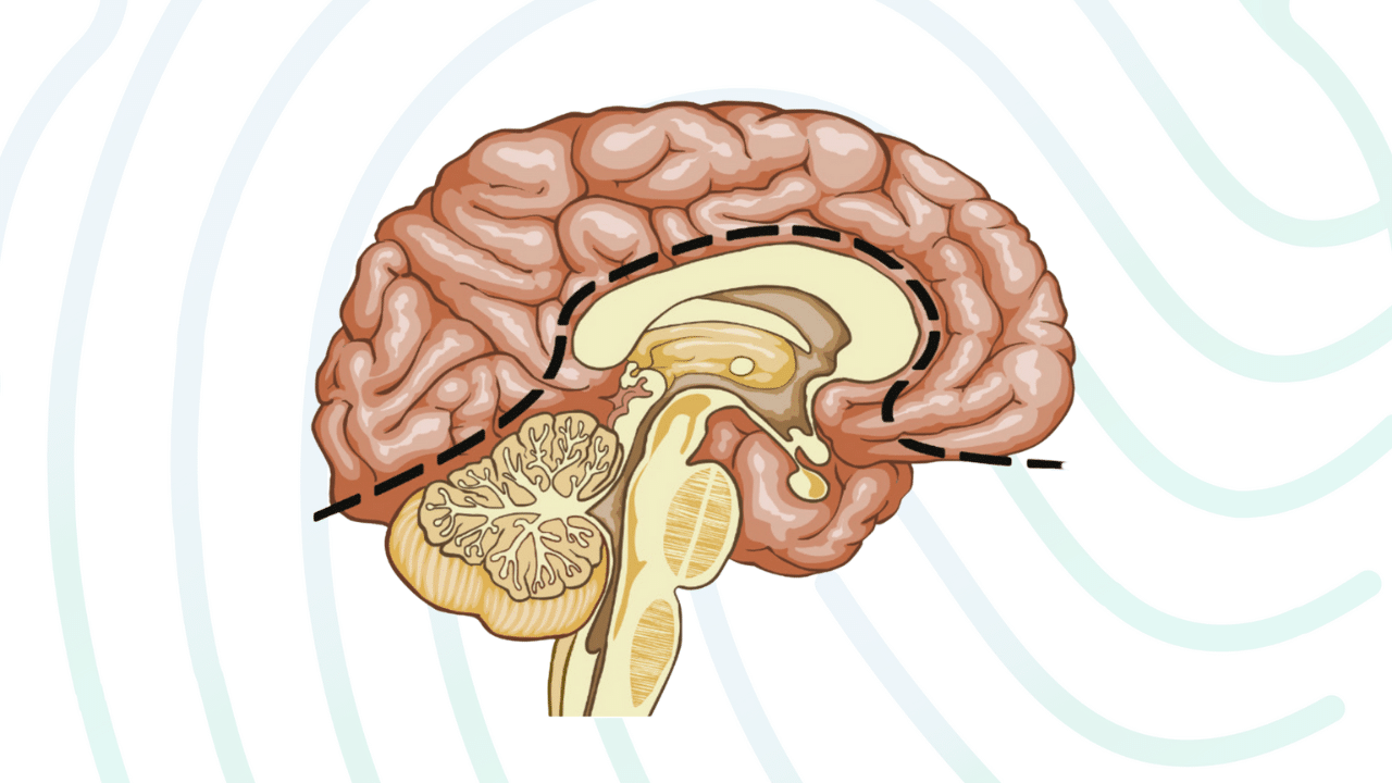 Cerebro Viejo vs Cerebro Nuevo