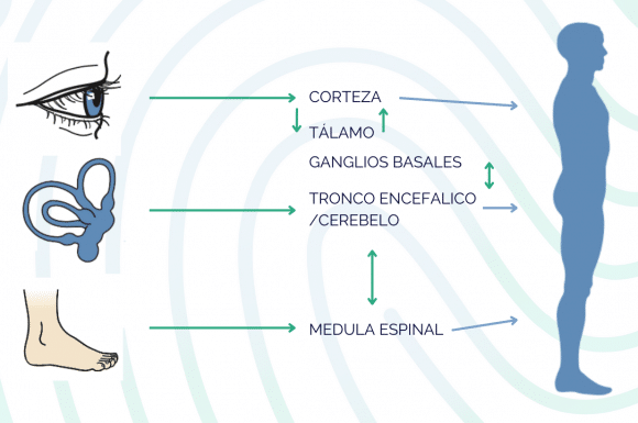 Influencias sensoriales sobre la postura