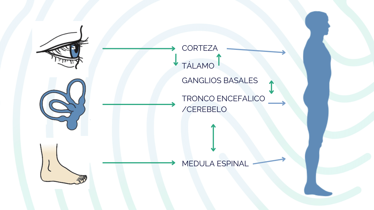 Influencias sensoriales sobre la postura