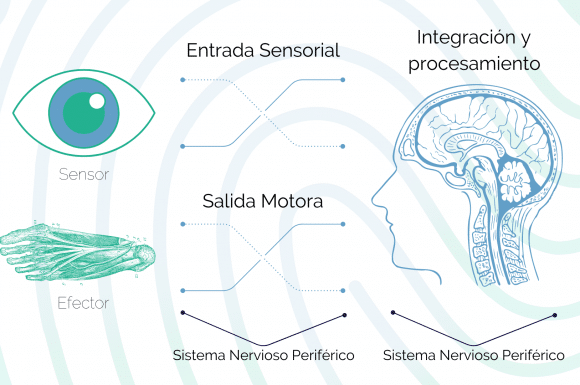 ¿Cómo funciona nuestro sistema nervioso?