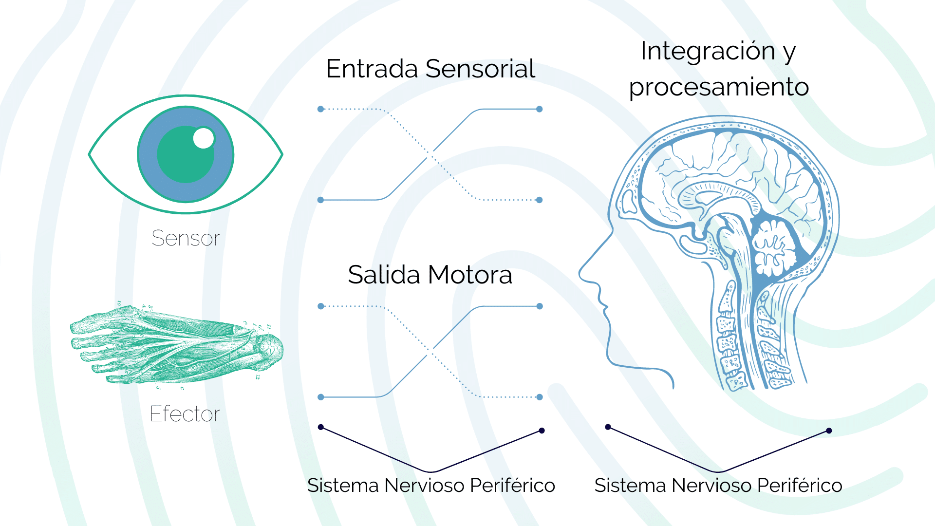 ¿Cómo funciona nuestro sistema nervioso?