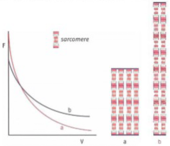 La cantidad total de sarcómeros es la misma para el músculo ay el músculo b. Los gráficos F / V para el músculo a y el músculo b son diferentes, porque el músculo a tiene más sarcómeros dispuestos en paralelo que el músculo b.
